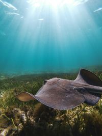 High angle view of fish swimming underwater