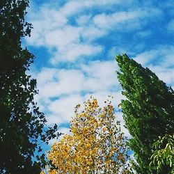 Low angle view of trees against sky