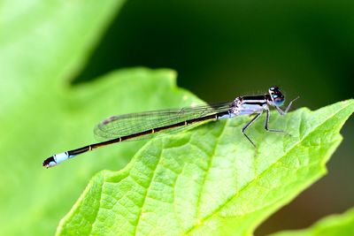 Close-up of dragonfly on leaf