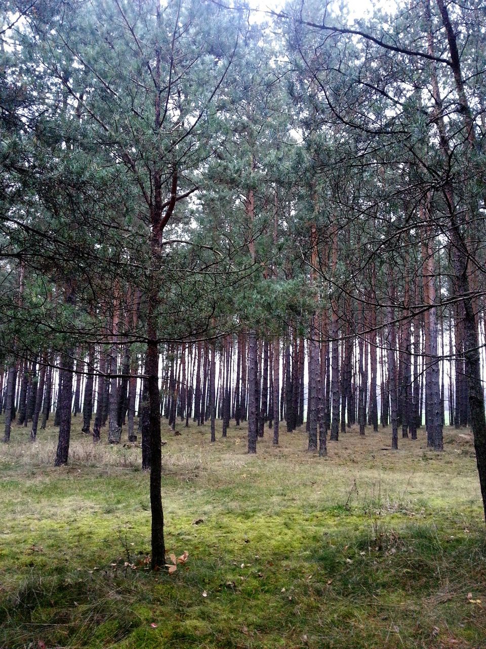 tree, tree trunk, tranquility, growth, grass, tranquil scene, nature, branch, beauty in nature, green color, woodland, forest, scenics, landscape, field, in a row, day, abundance, non-urban scene, outdoors