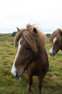 Icelandic horse in the field in the eastern coast of iceland