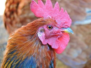 Close-up of rooster
