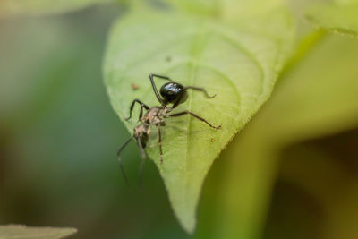 Close-up of insect on leaf