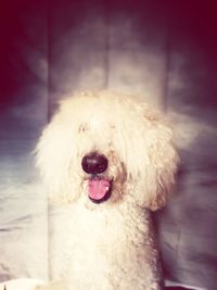 Close-up portrait of dog sticking out tongue