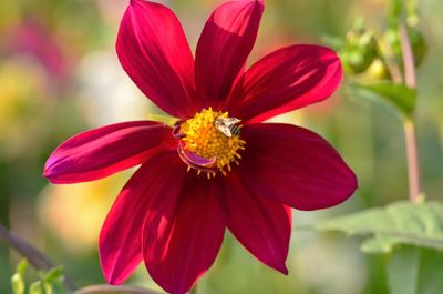 Close-up of red flower blooming in park