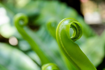 Close-up of spiral leaf