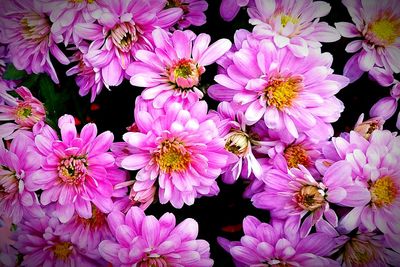 Close-up of pink flower