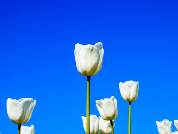 Close-up of white flowering plants against blue sky