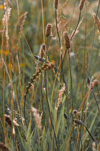 Close-up of wilted plant on field