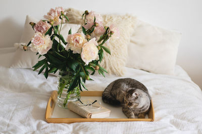 Cute cat of the scottish straight and vase with bouquet peonies flowers, open book on a bed