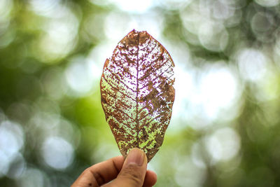 Close-up of hand holding leaf