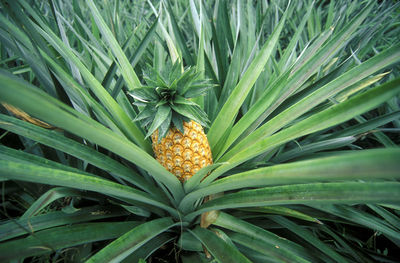 Close-up of pineapple growing on plant