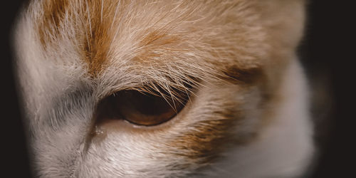 Close-up of cat looking away