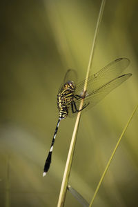 Close-up of dragonfly