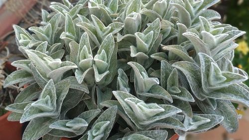 High angle view of vegetables for sale in market