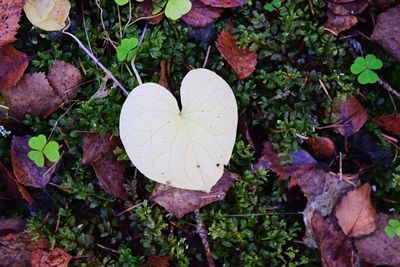 High angle view of autumn leaves on plant