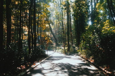 Road passing through forest