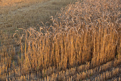 Full frame shot of wheat field