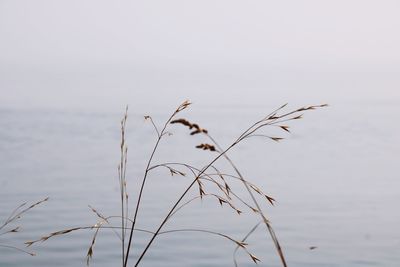 Close-up of plants against sea