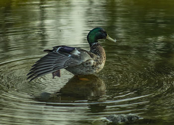 Duck swimming in lake