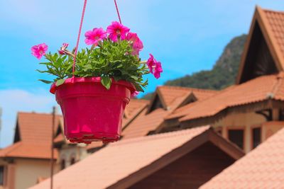 Low angle view of pink flower against sky