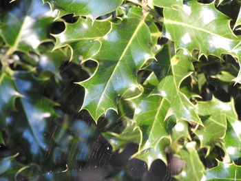 Full frame shot of leaves