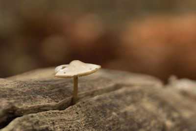 Close-up of mushroom growing on rock