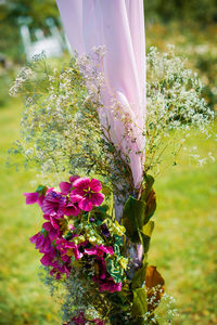 Close-up of pink flowering plant