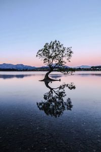 Tree by lake against sky