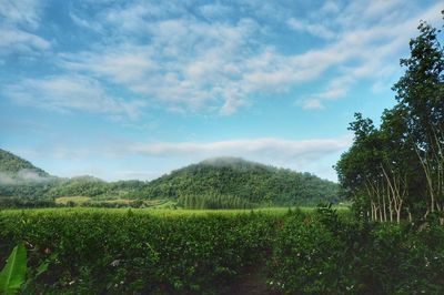 Scenic view of field against sky