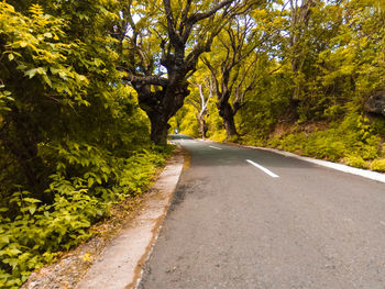 Road amidst trees against sky