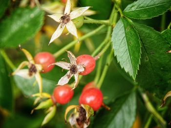 Close-up of red berries on plant