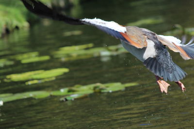 Close-up of gray heron flying over lake