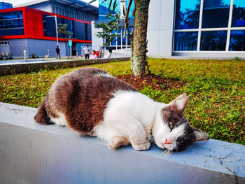 Cat sitting on field