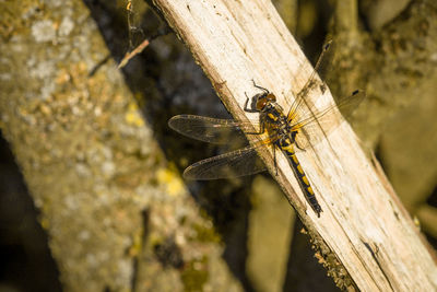 Close-up of dragonfly on wood