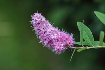 Close-up of purple flowers