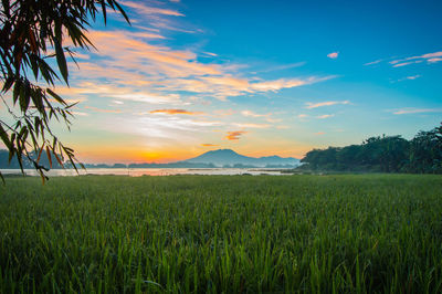 Scenic view of agricultural field against sky during sunset