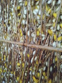 Full frame shot of tree trunk