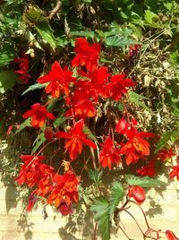 Close-up of red flowers