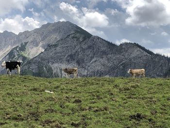 Cows in a field