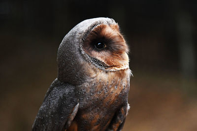 Close-up portrait of owl