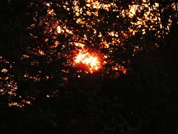 Low angle view of trees in forest at night