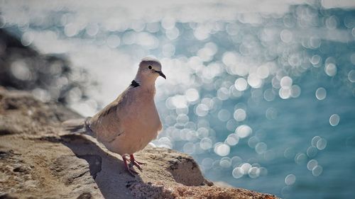 Close-up of seagull perching on rock