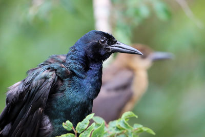 Grackle close-up perching