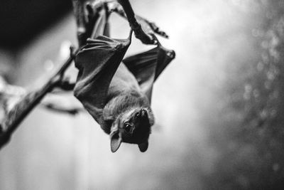 Close-up of hanging bat