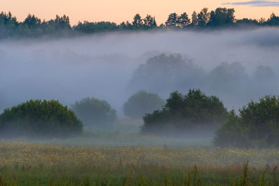 Wonderful mist or fog summer evening or morning, sunset or sunrise, meadow landscape with flowers