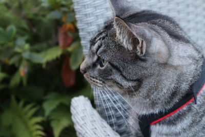 Close-up of a cat looking away