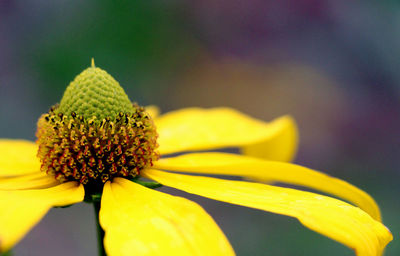 Macro shot of yellow flower