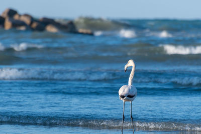 Flamingo on a beach