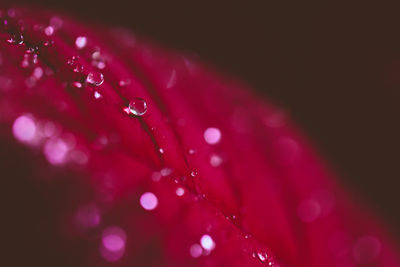 Close-up of water drops on pink flower